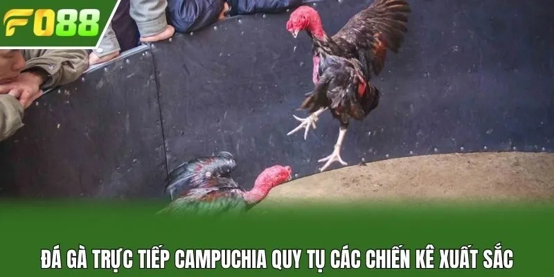 Đá gà trực tiếp Campuchia quy tụ các chiến kê xuất sắc