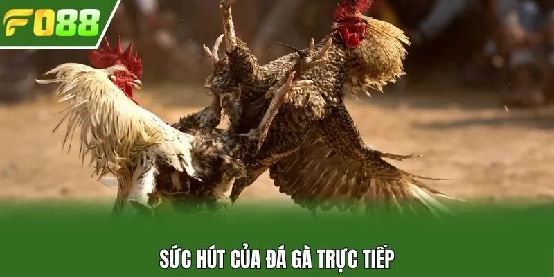 Sức hút của đá gà trực tiếp